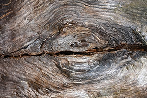 a close up of a tree